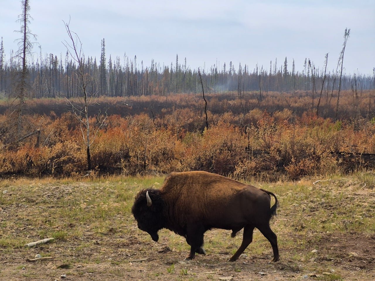A large brown wood bison bull walking near a recently burned area of forest. Burned trees are visible in a fall season forest.
